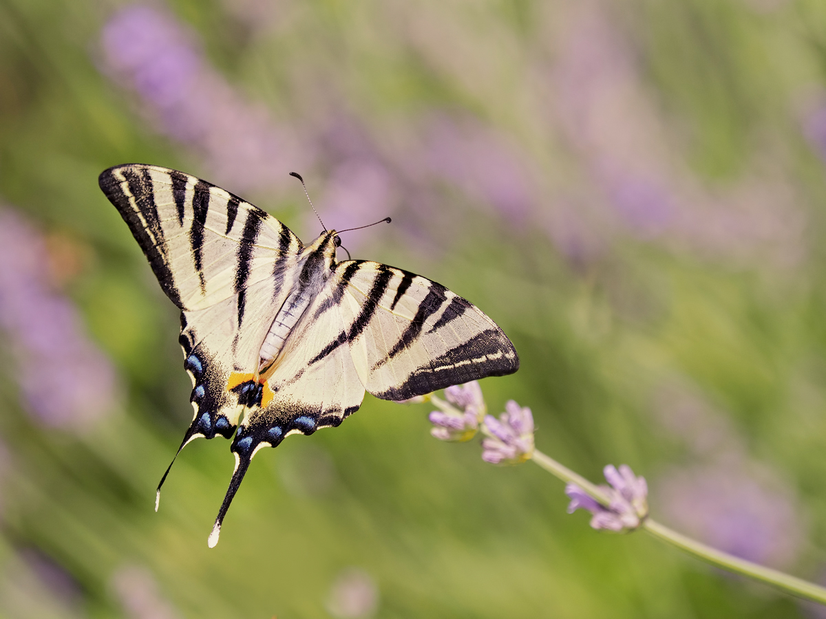 Segelfalter am Lavendel in der Provence,