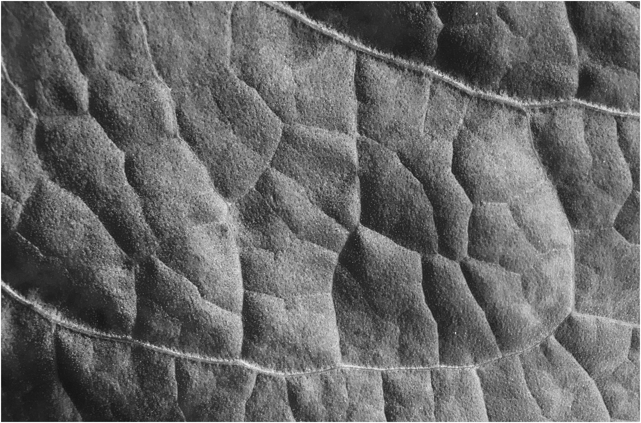 oberflaeche (Forum für Naturfotografen)