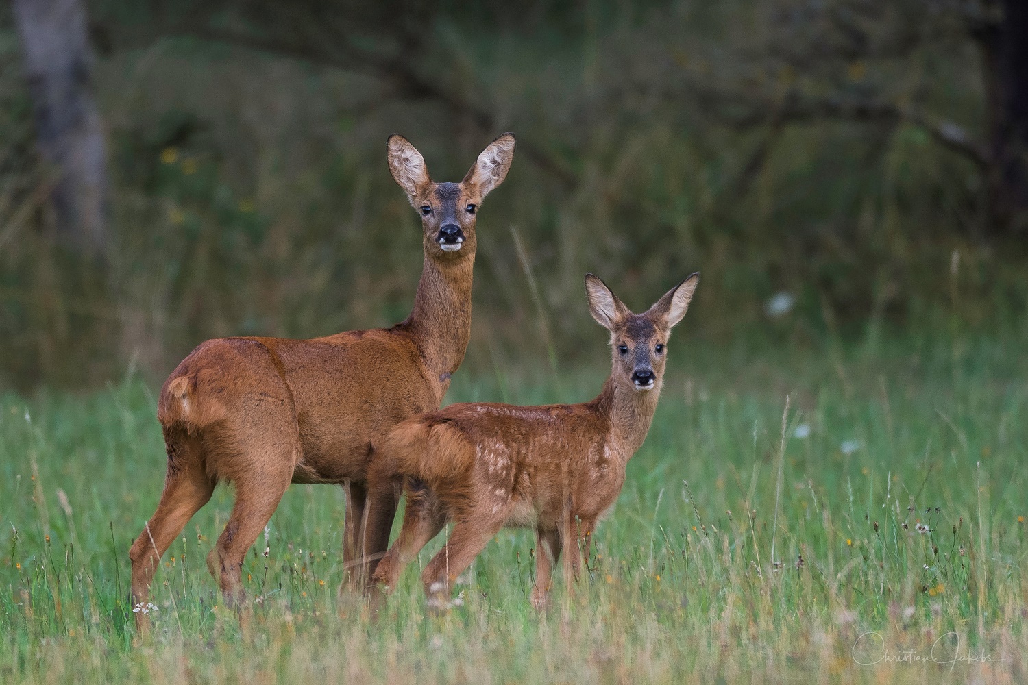 Ricke mit Kitz auf der Wiese