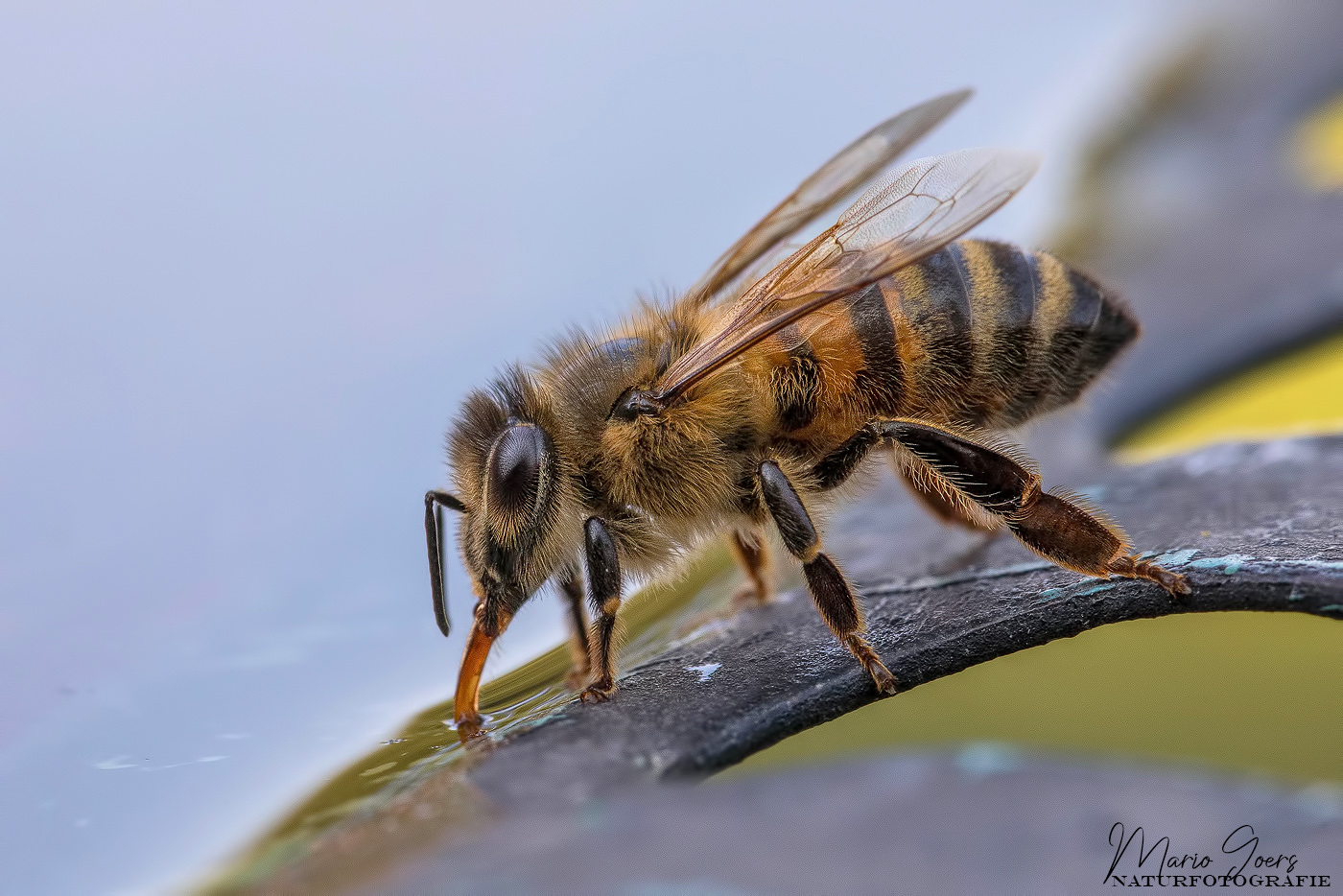 Biene bei der Wasseraufnahme