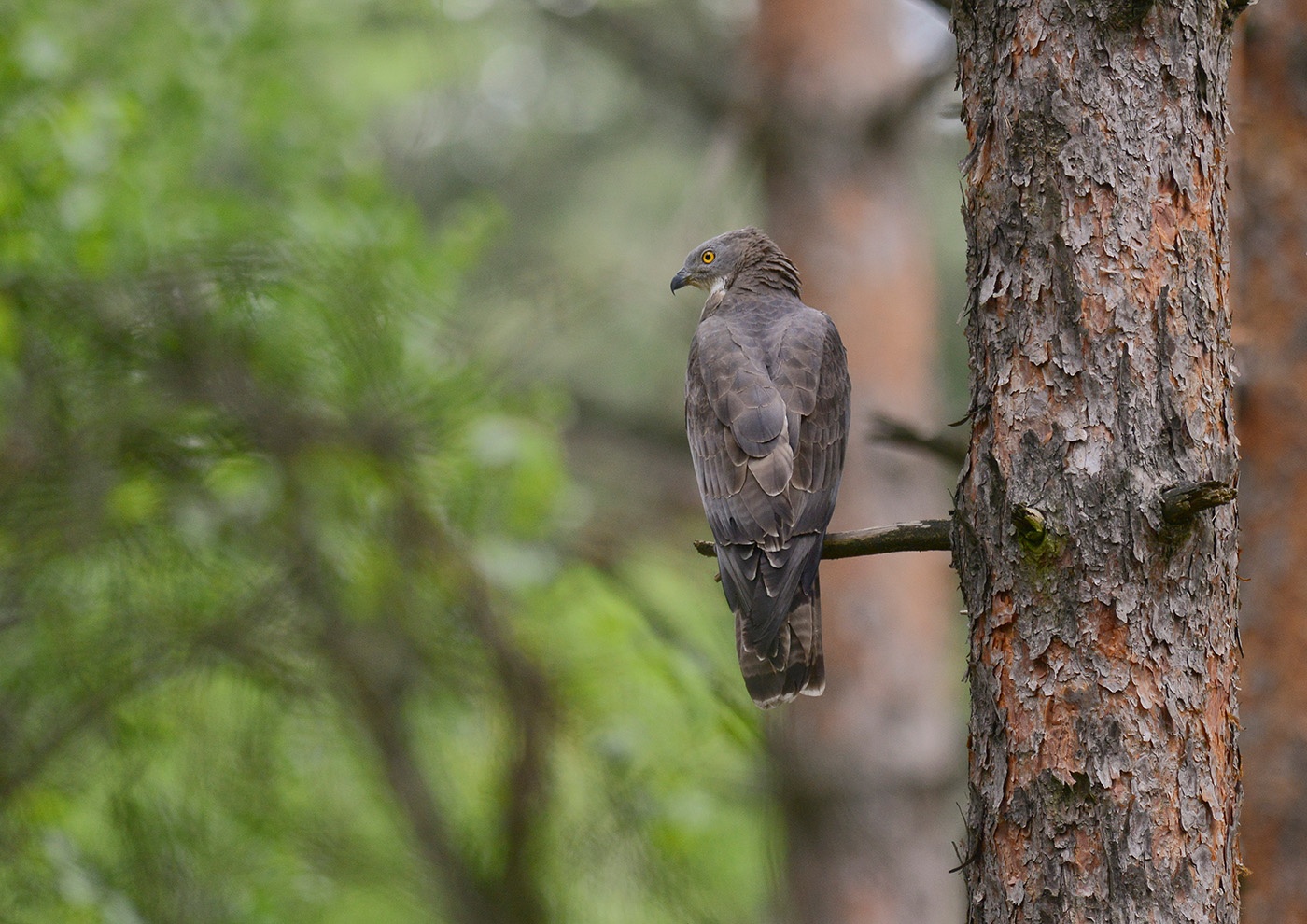 Wespenbussard