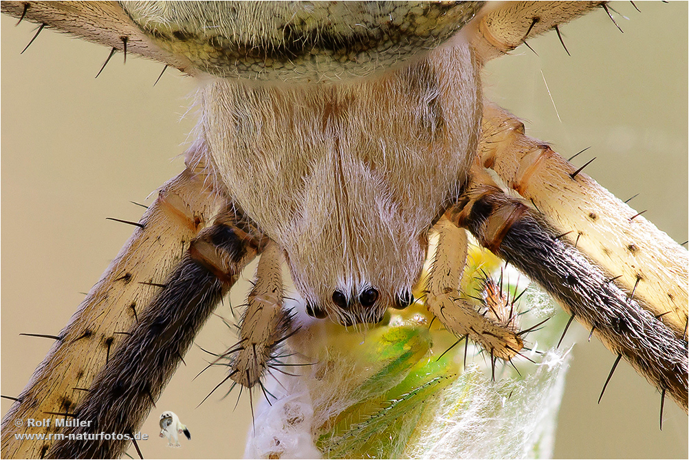 Wespenspinne (Argiope bruennichii)