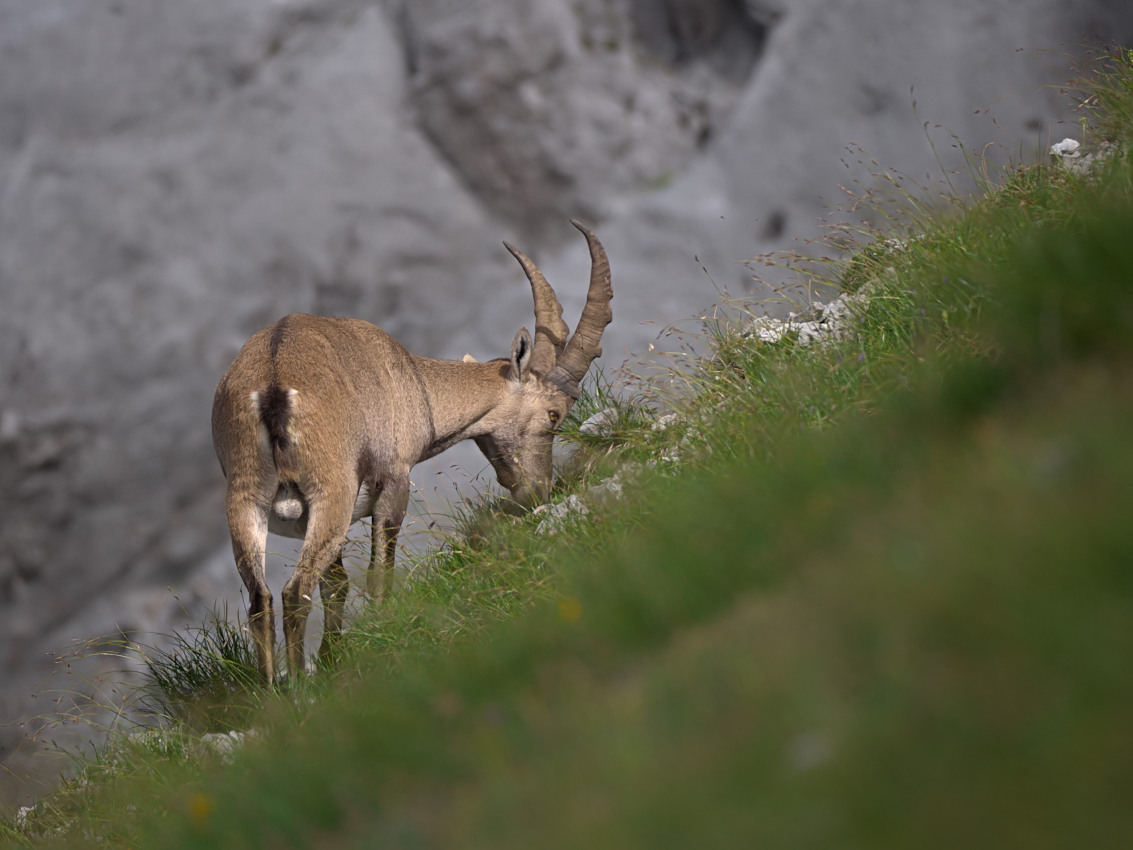 Steinbock