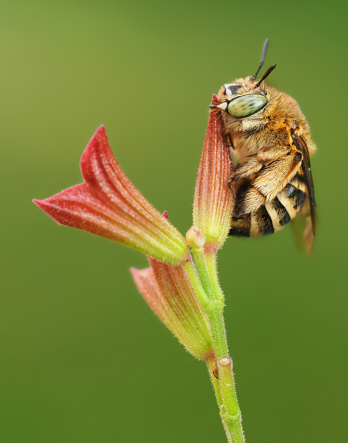 Amegilla garrula