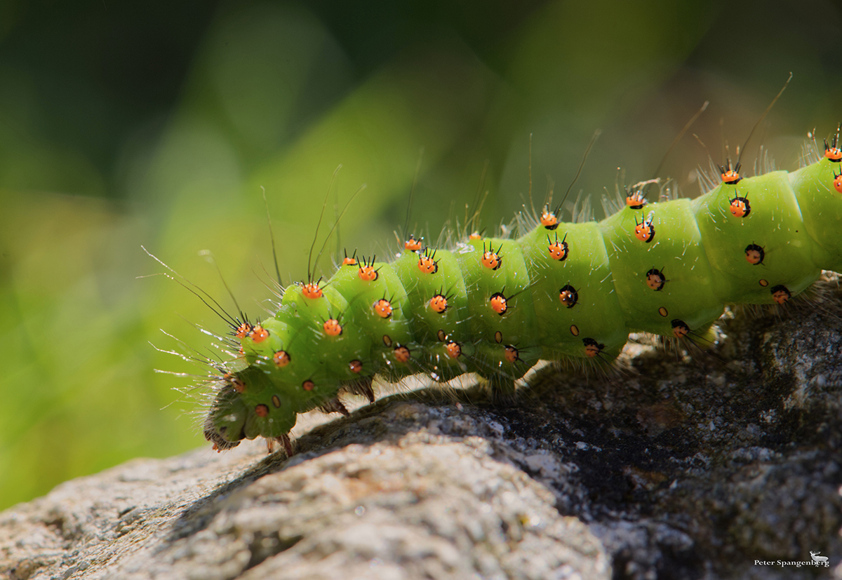 Raupe des Kleinen Nachtpfauenauges (Saturnia pavonia)