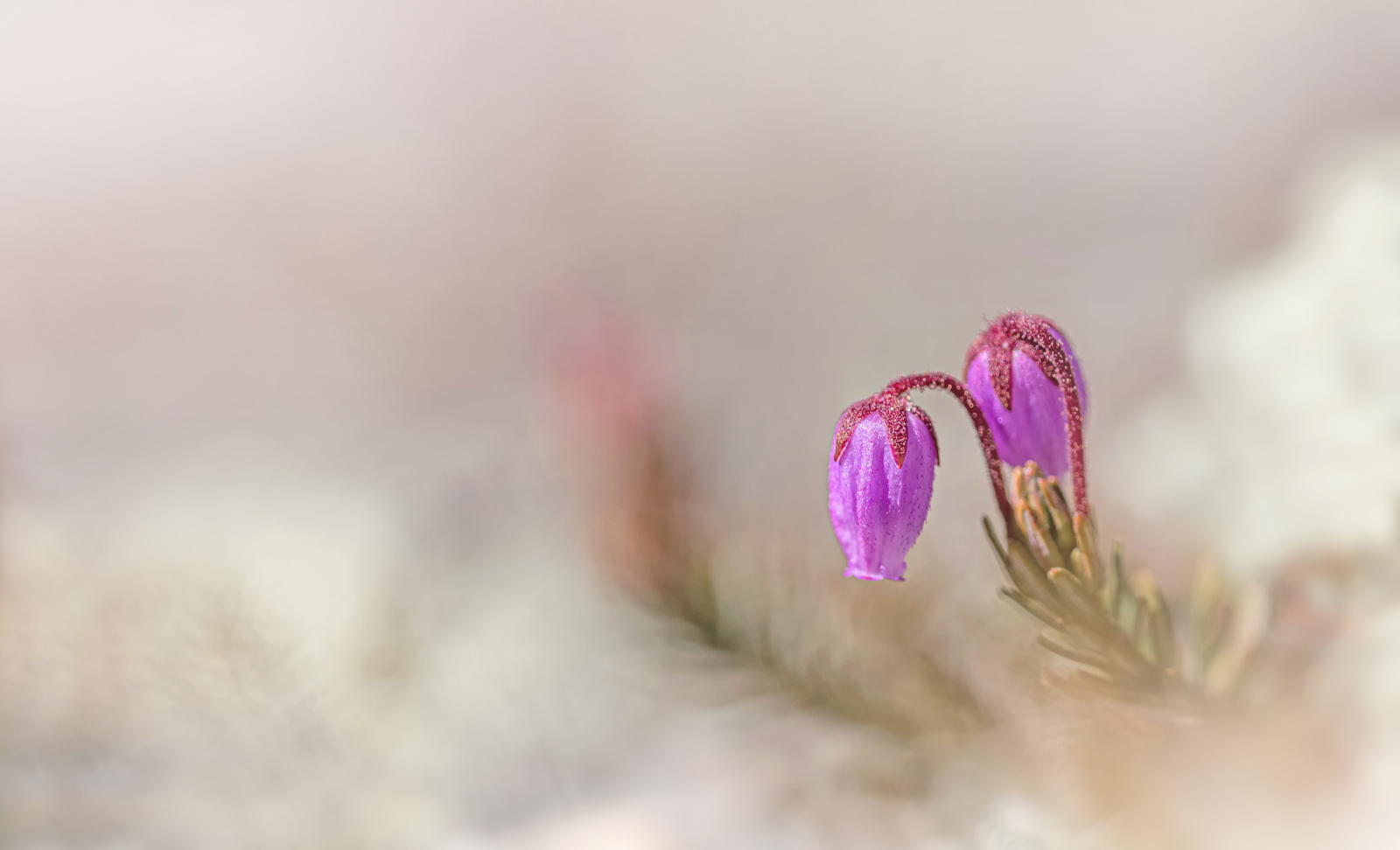 Bläuliche Moosheide (Phyllodoce caerulea)