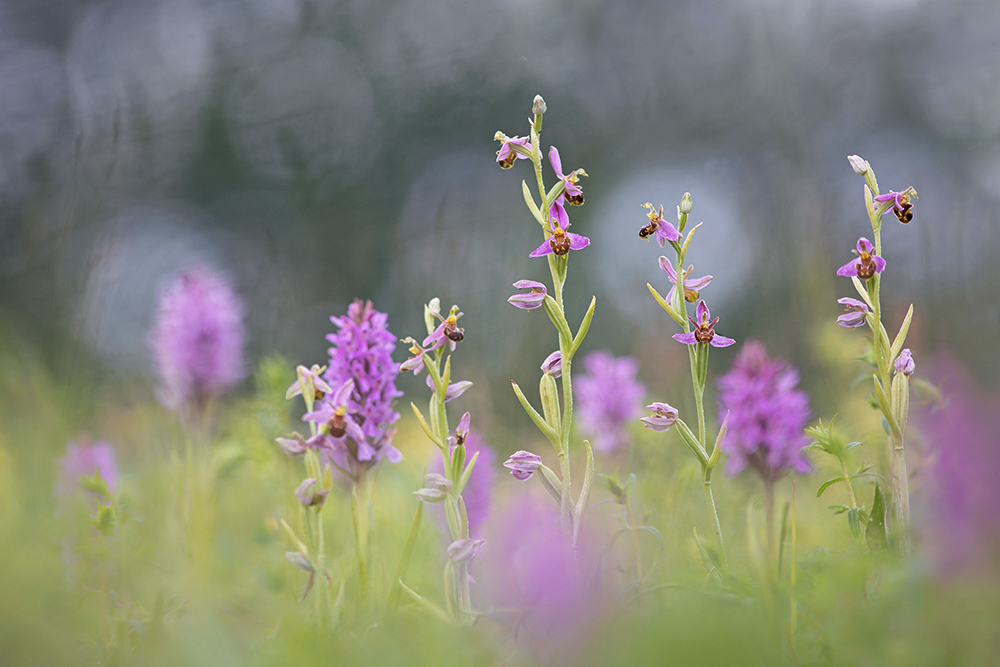 im Orchideenwunderland