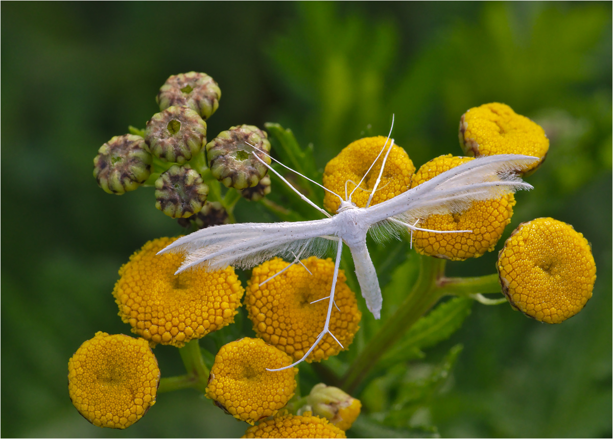 Schlehengeistchen (Pterophorus pentadactyla)