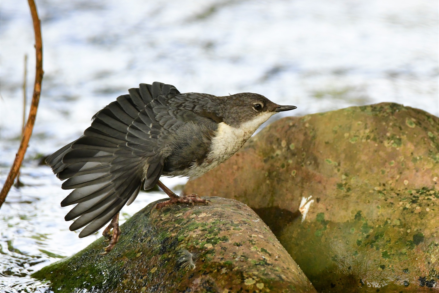 Wasseramsel