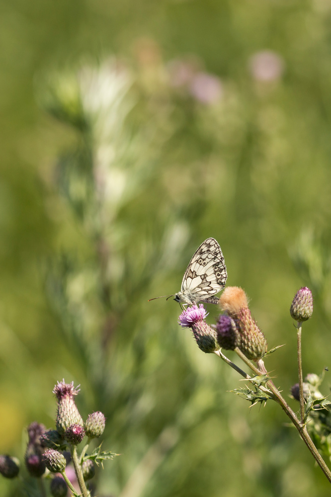 Schachbrett (Melanargia galathea)