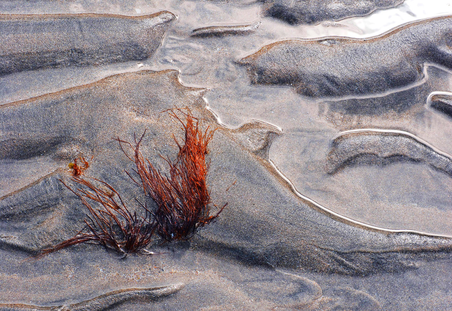 Norwegisches Strandgewächs