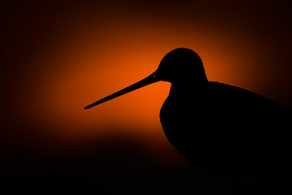 ~ Abendstimmung ~