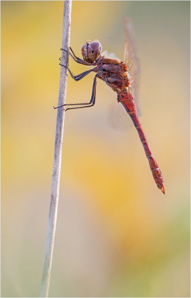 Gemeine Heidelibelle (blutrote Heidelibelle)