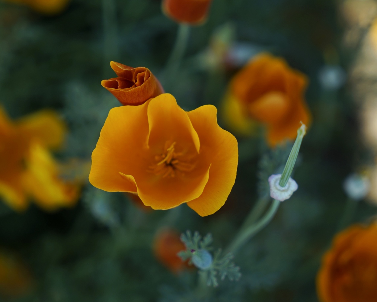 Alle Stadien des Goldmohn