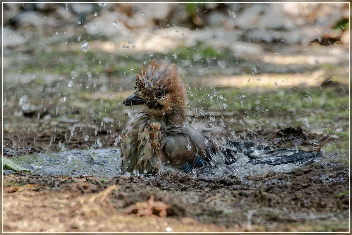 Eichelhäher in der Waldbadeanstalt