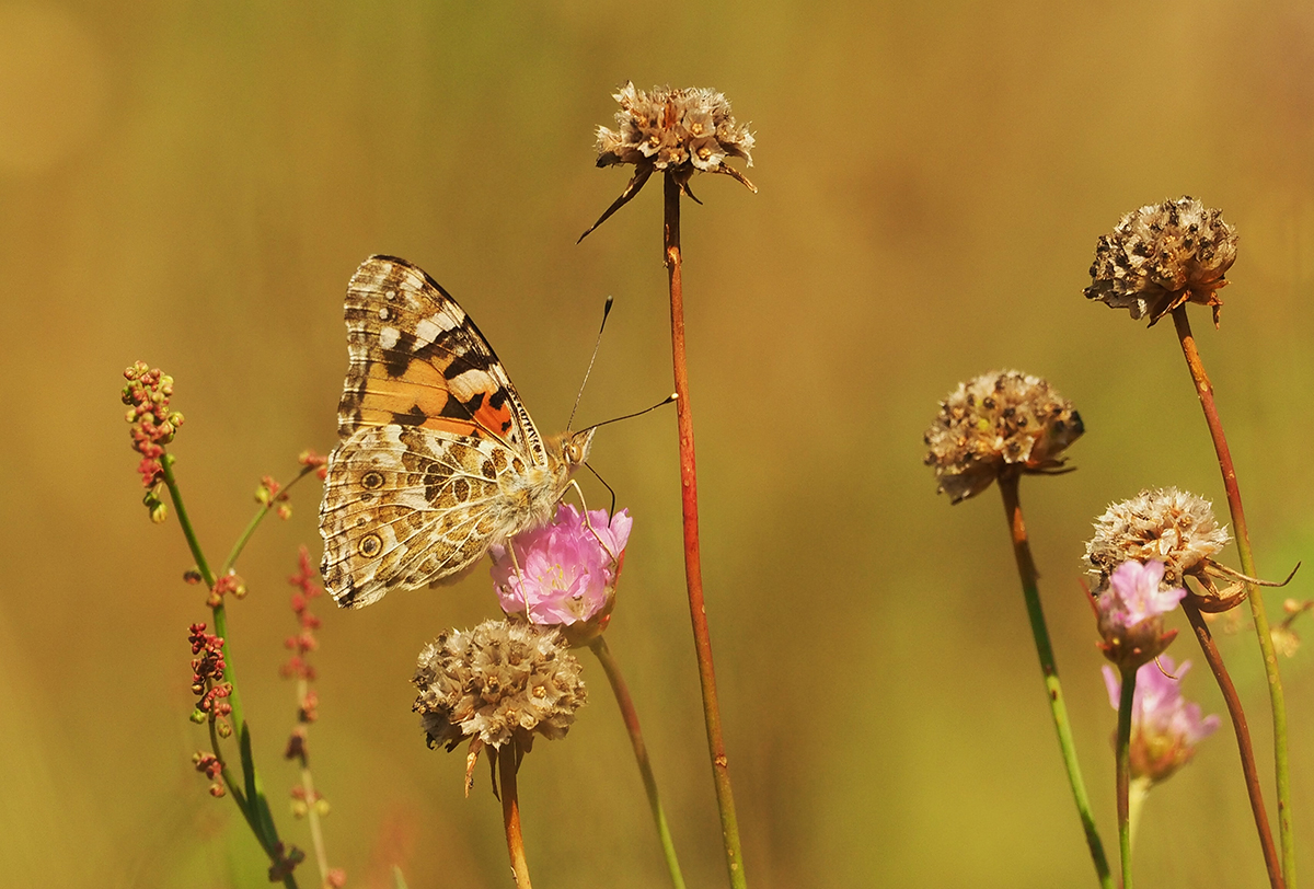 Im Rambower Moor, am Elbtalrand...