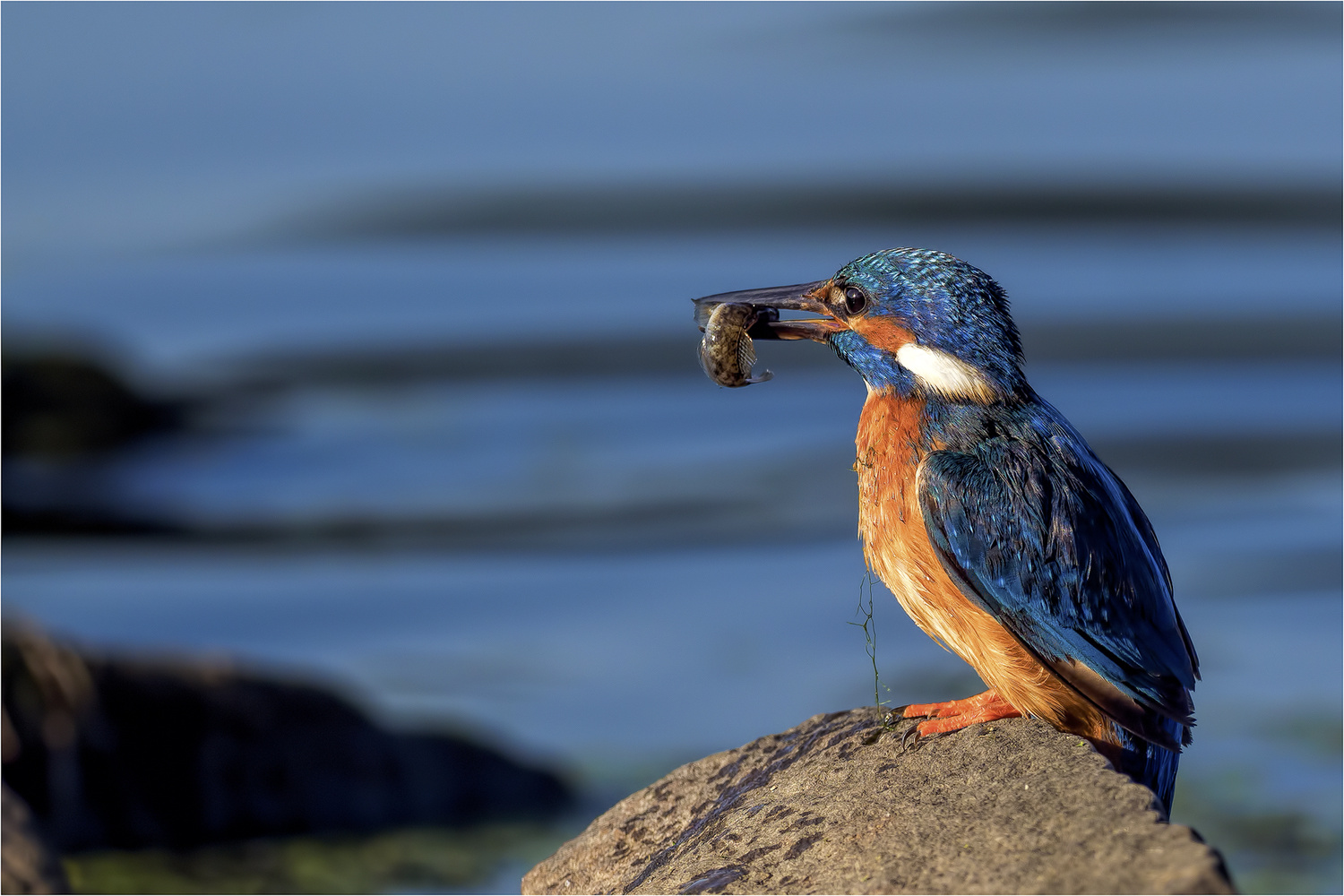 Fisch zum Frühstück..