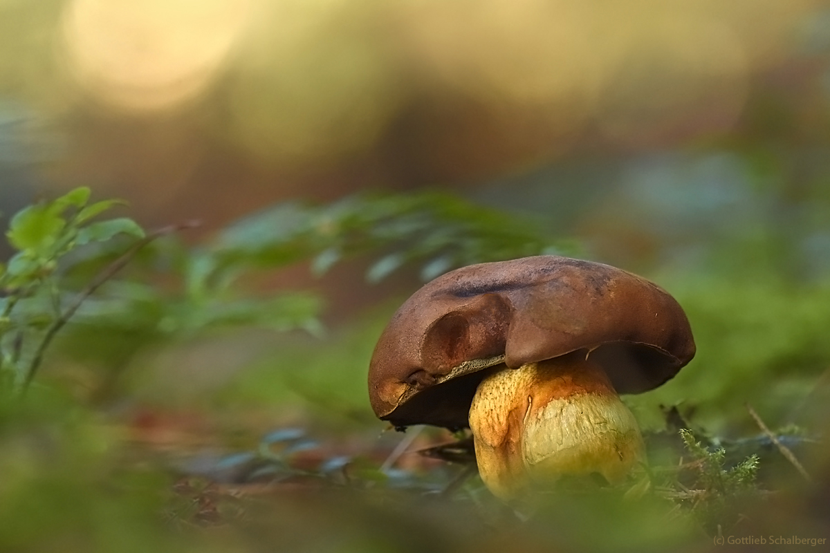 Boletus erythropus oder Hexenröhrling