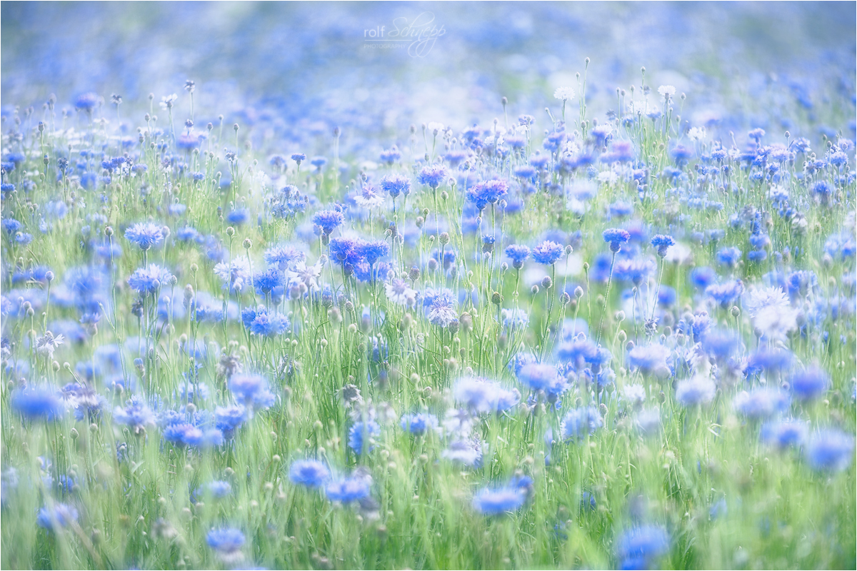 ~ Flowerpower ~