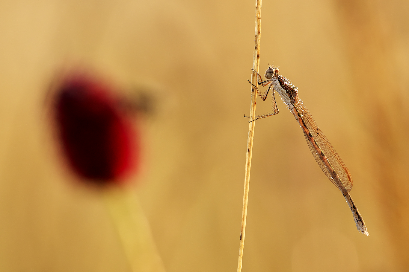 Libelle im Morgenlicht