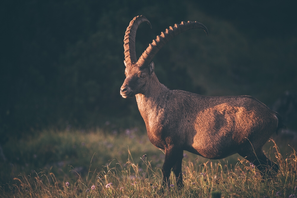 Steinbock