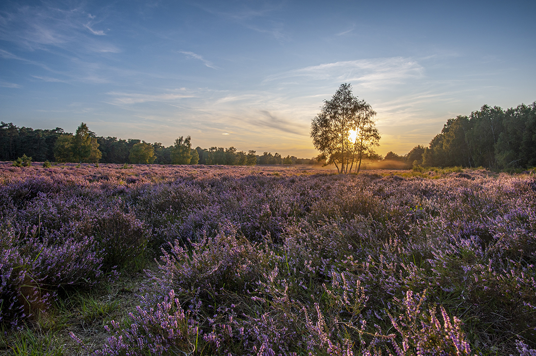 Die Wahner Heide