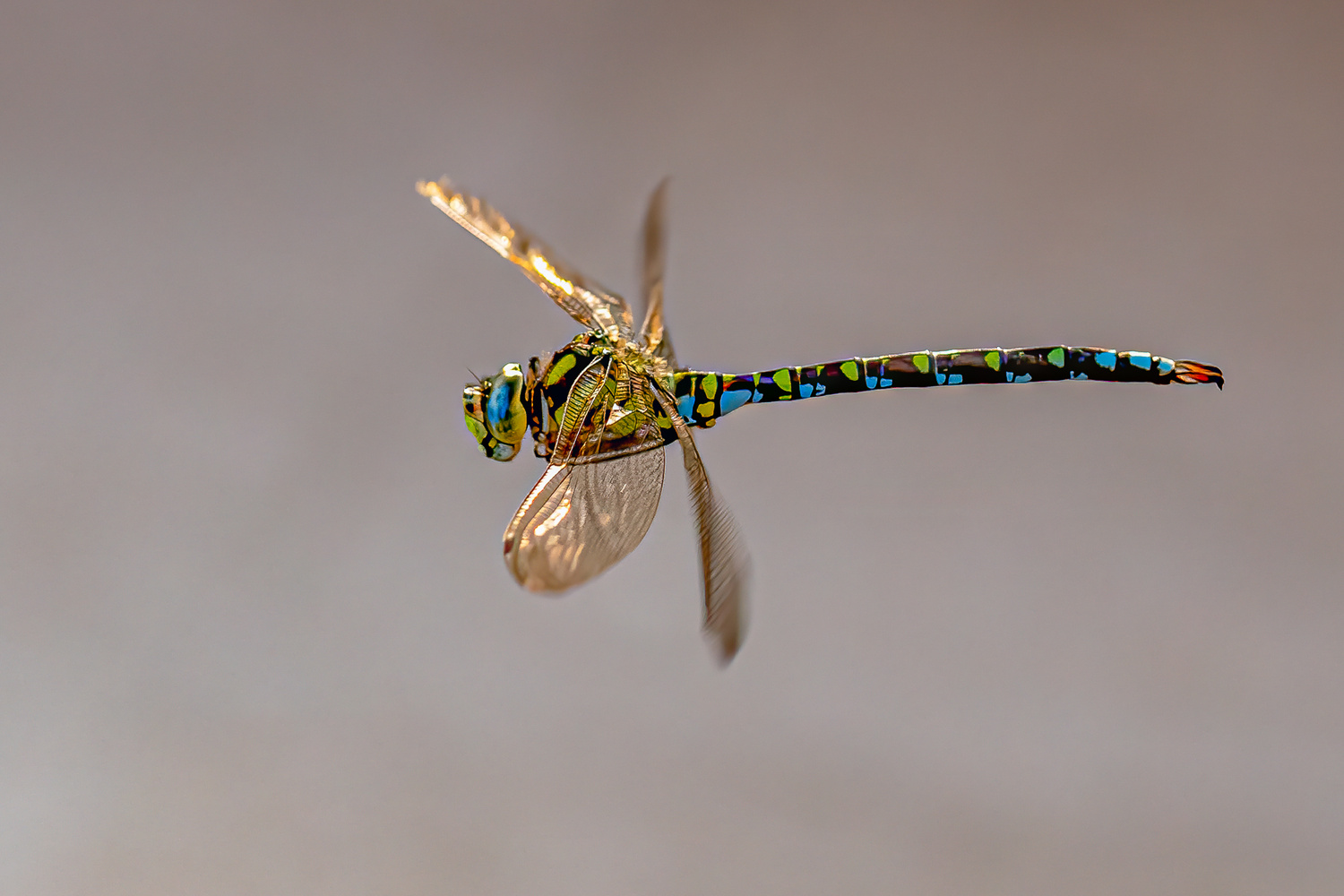 Libelle im Schwebeflug