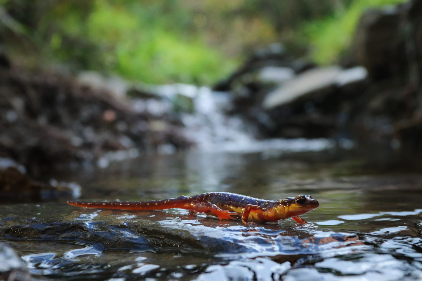 Karpathos-Salamander im Lebensraum