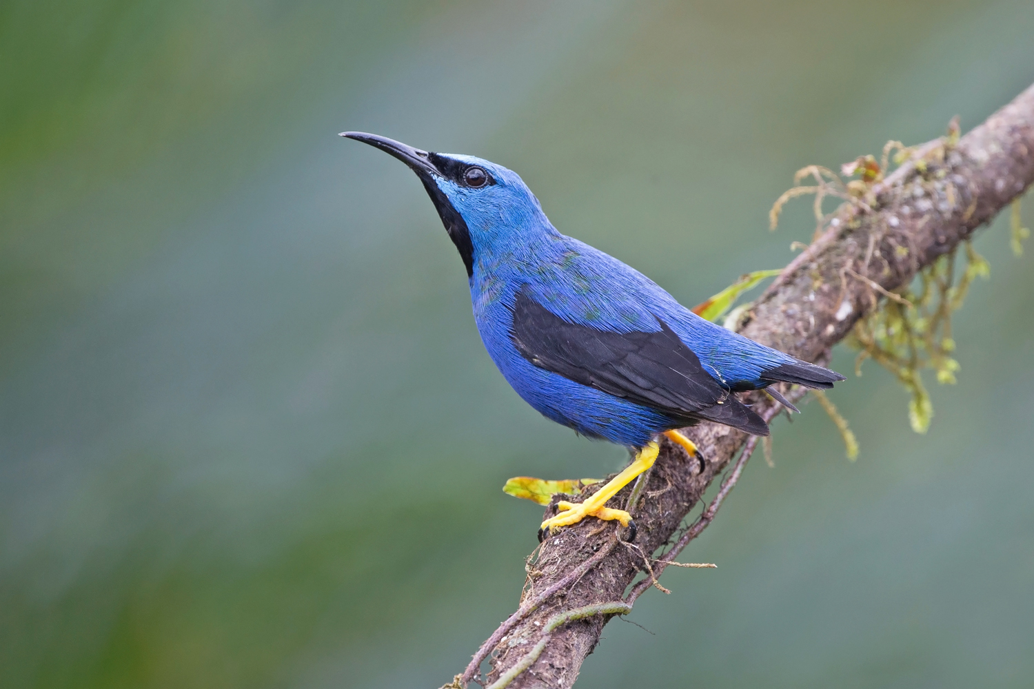 Azurnaschvogel