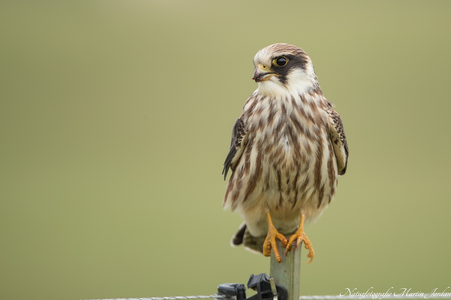 Junger Rotfußfalke 	