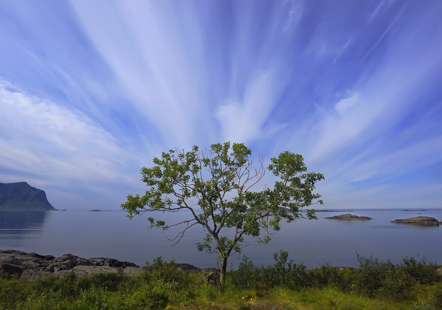 Strahlender Baum