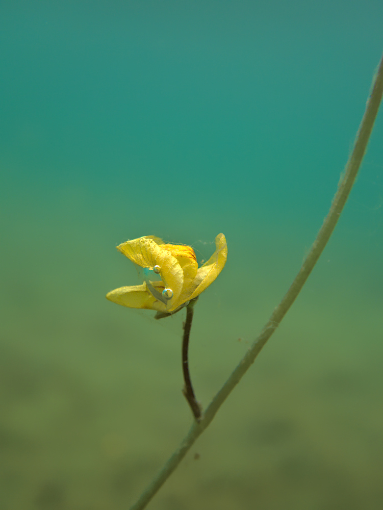Wasserschlauch