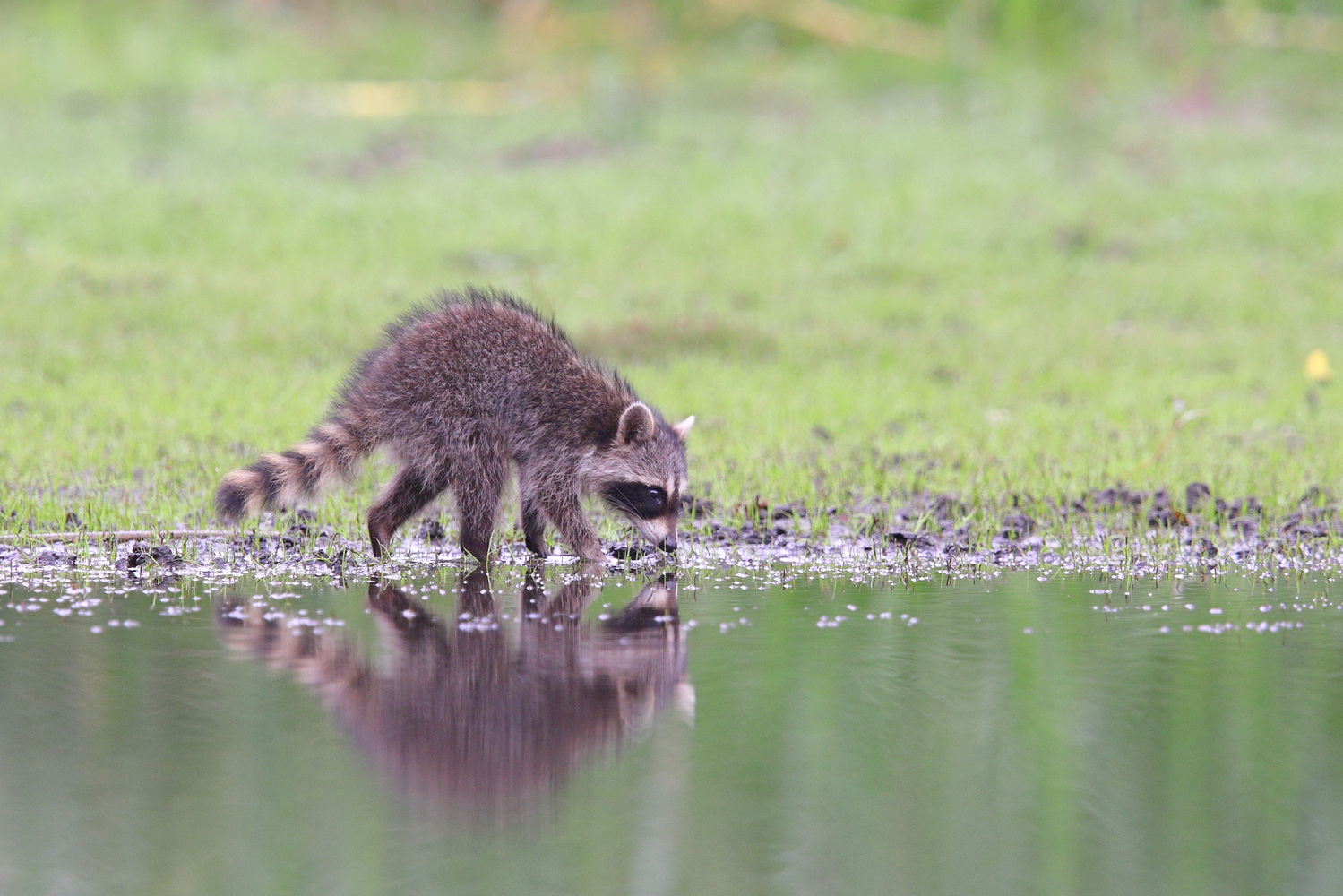 halbstarker Waschbär