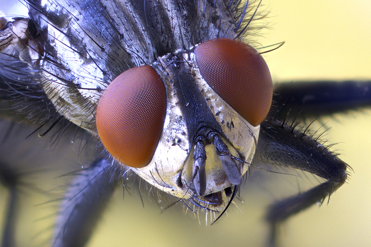 Die Fleischfliege