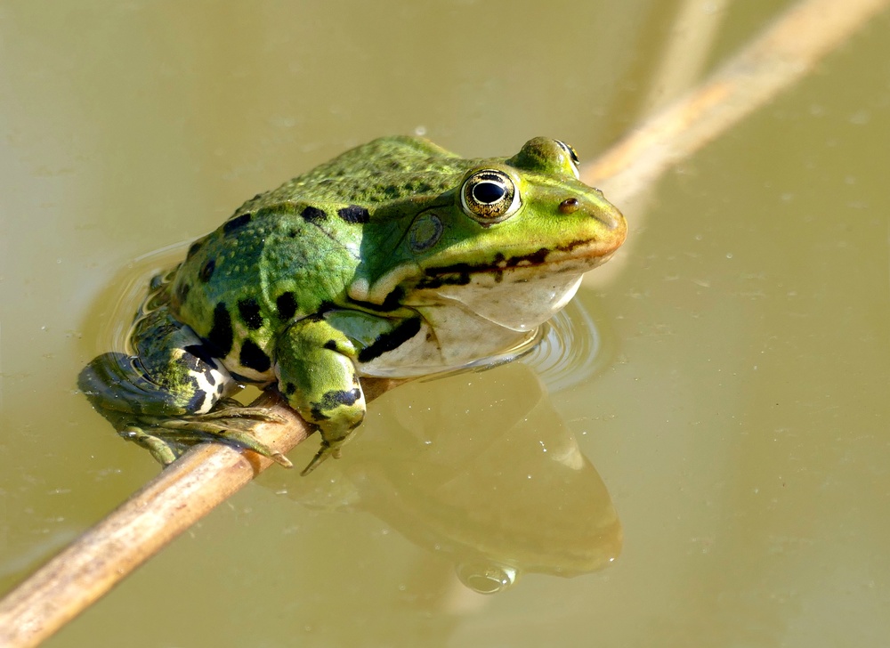 Spieglein, Spieglein an der Wand ...