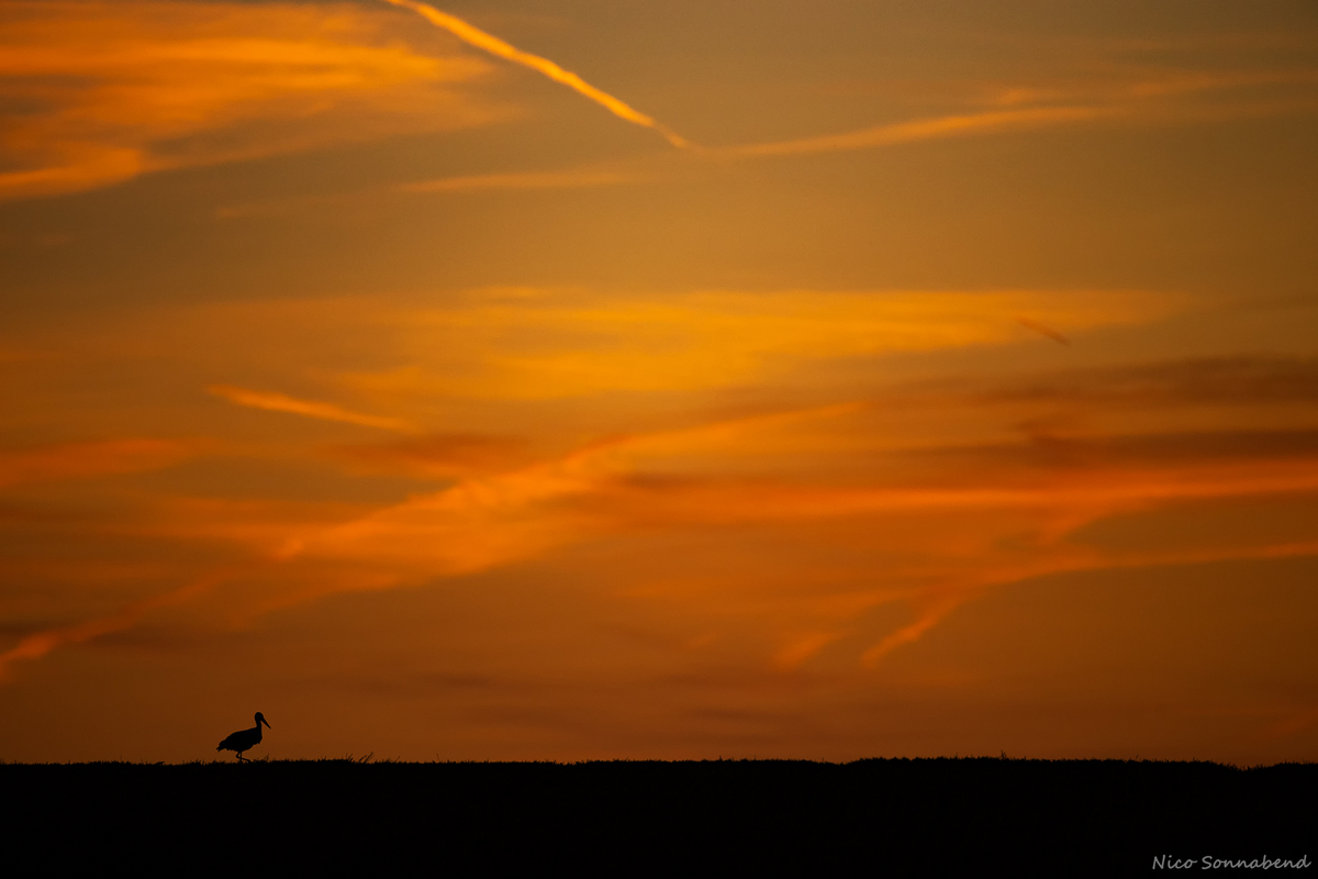 Am abendlichen Himmel