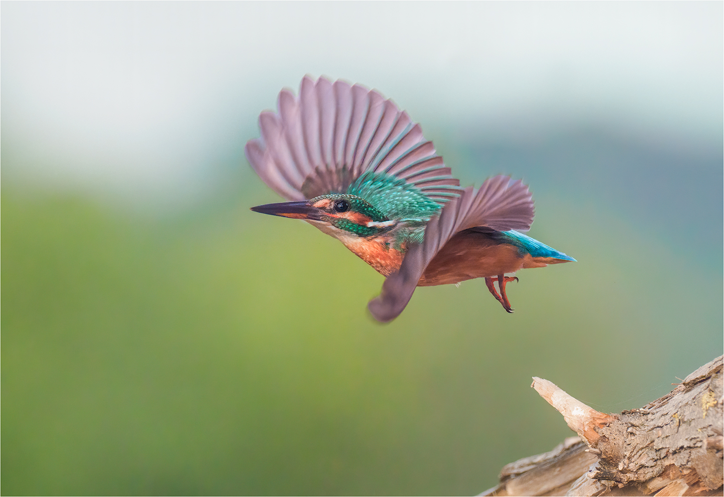 Abflug der jungen "Lady"