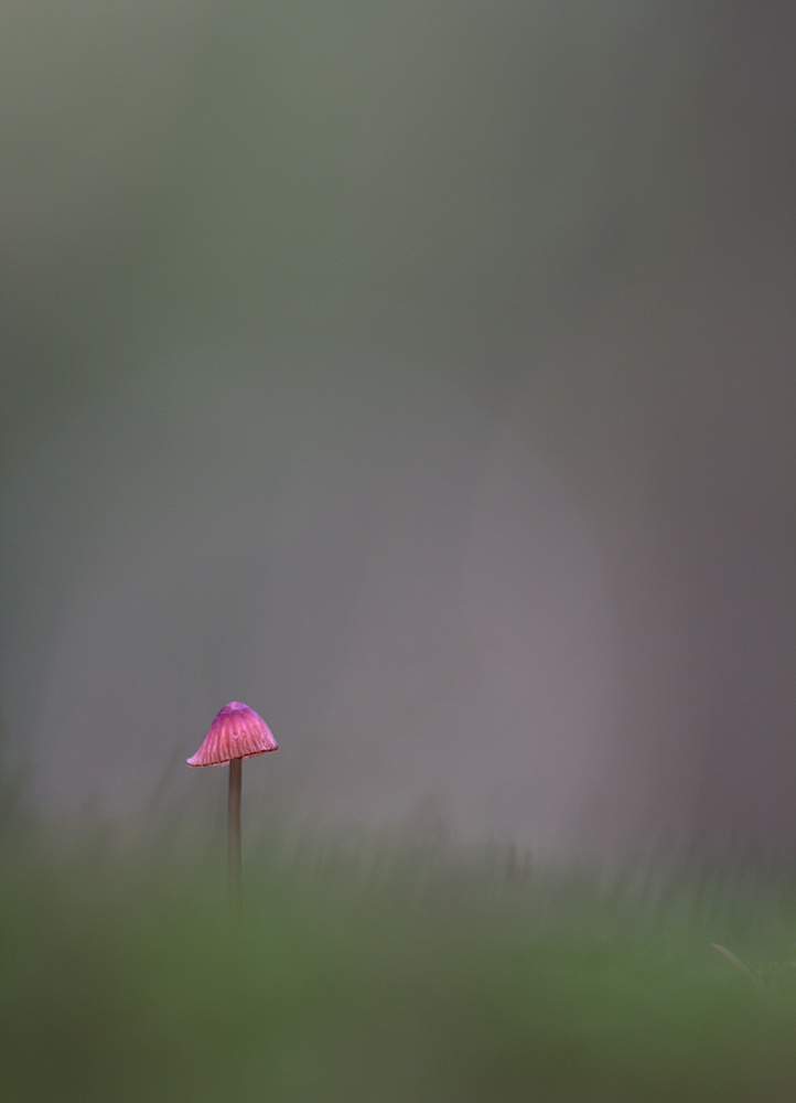 Rotkäppchen im Wald....