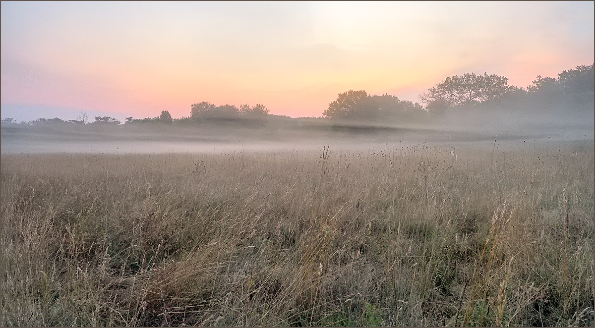 *Morgennebel im Makrorevier*