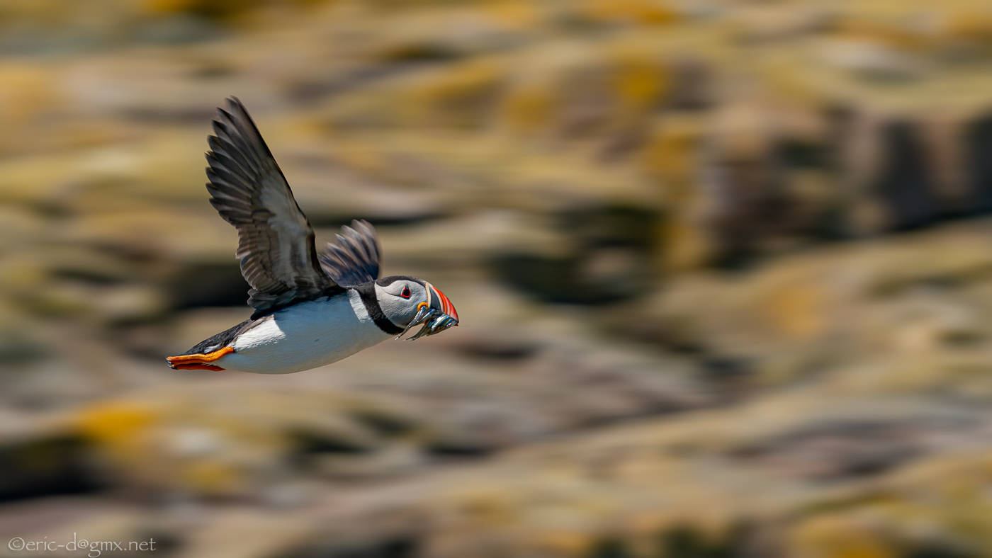 Fliegende Fische