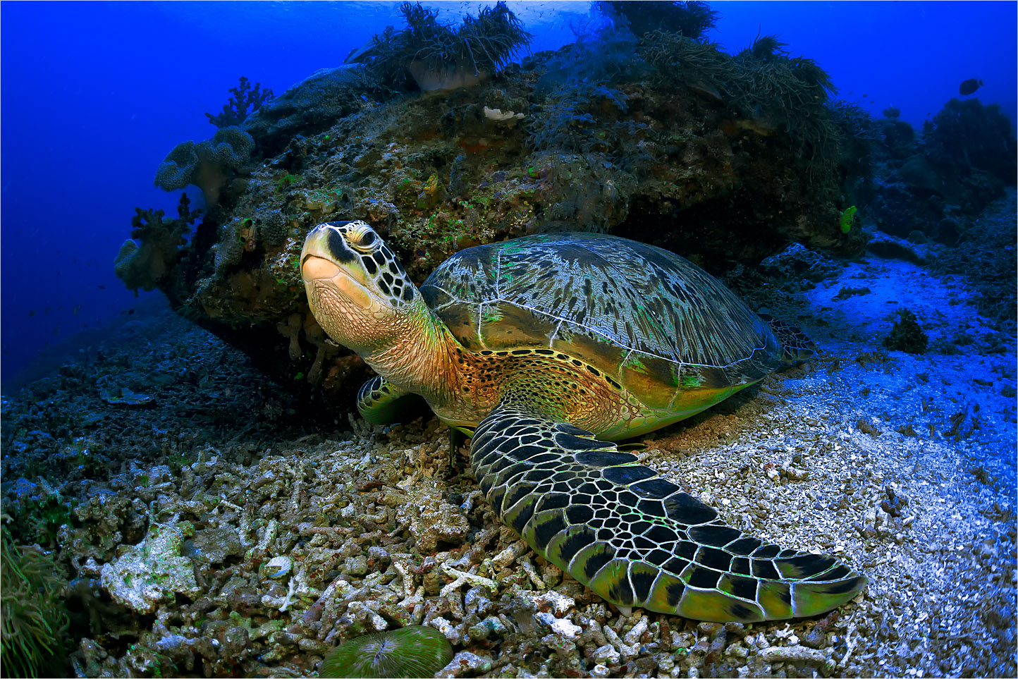 Green sea turtle