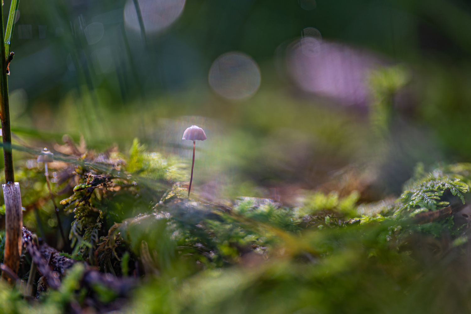 Martin Kern / Pilz im Wald