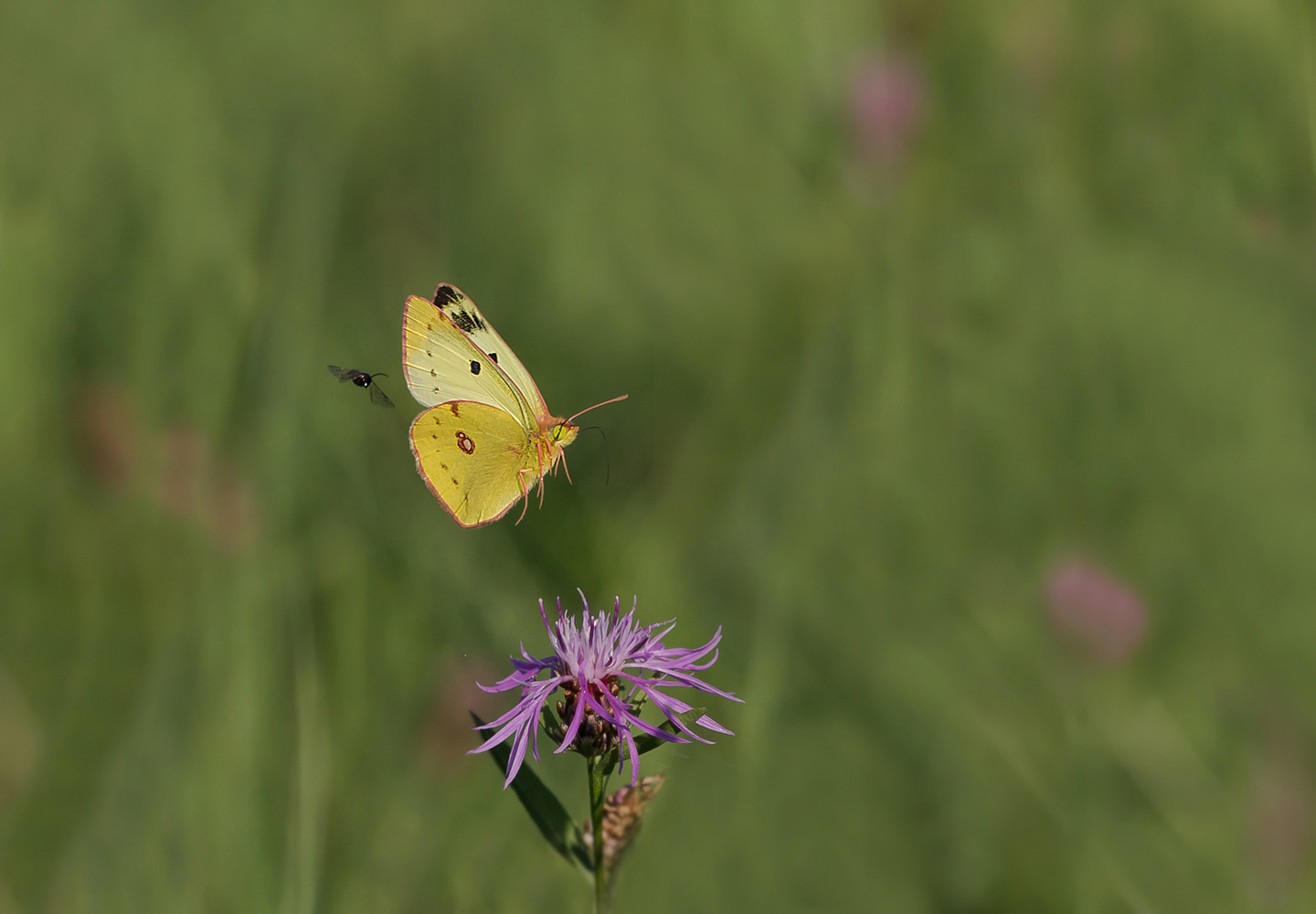 Goldene Acht
