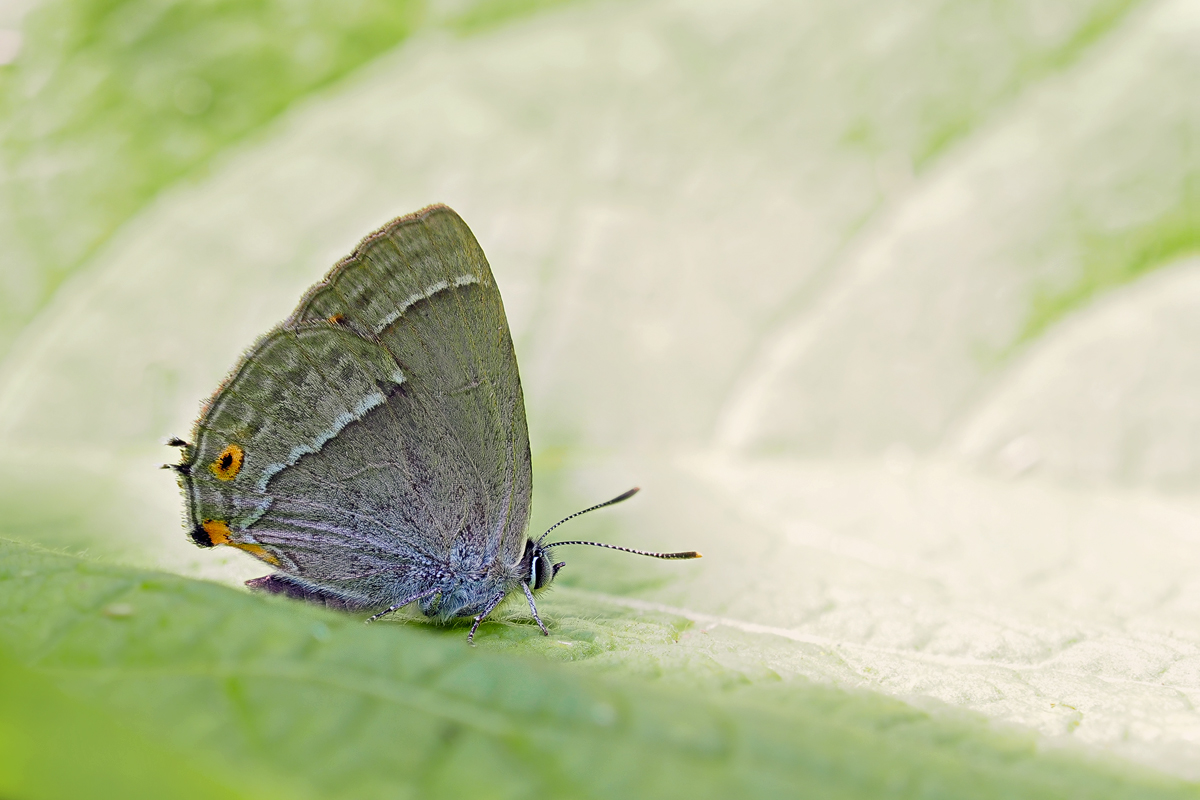 der blaue Eichenzipfelfalter