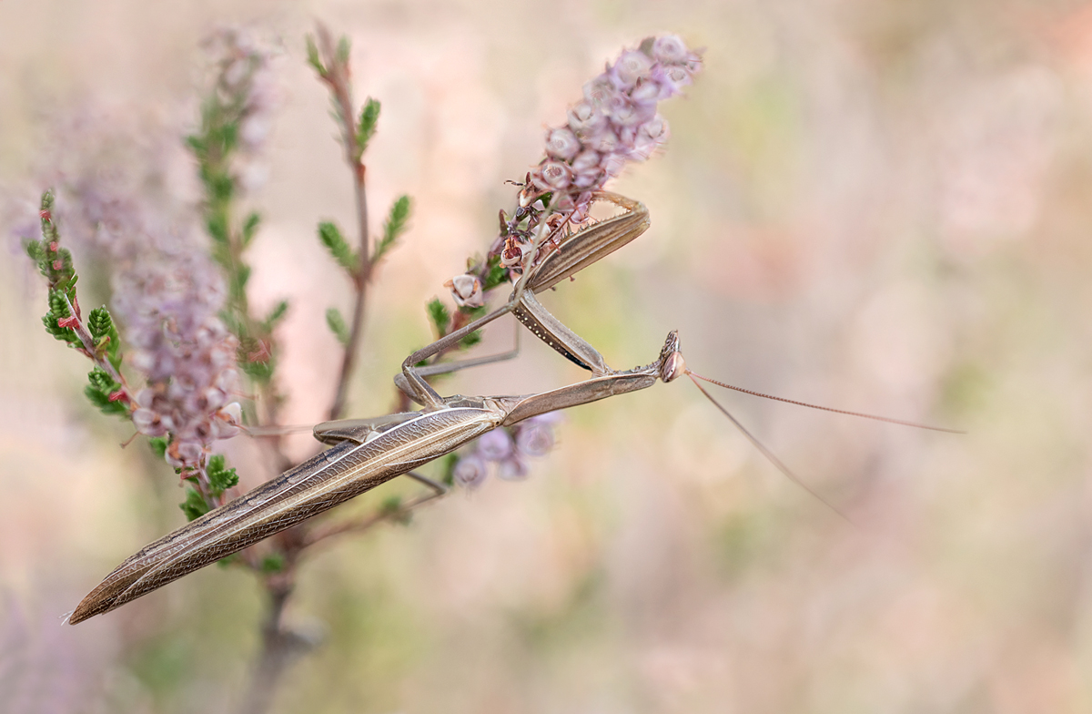 Mantis religiosa