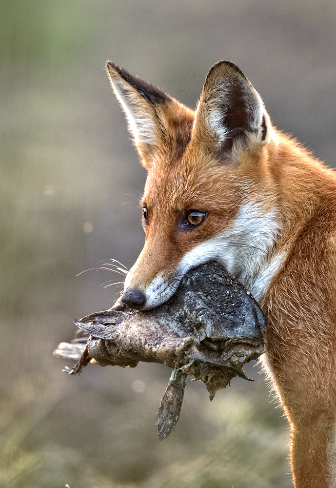 Fuchs Portrait