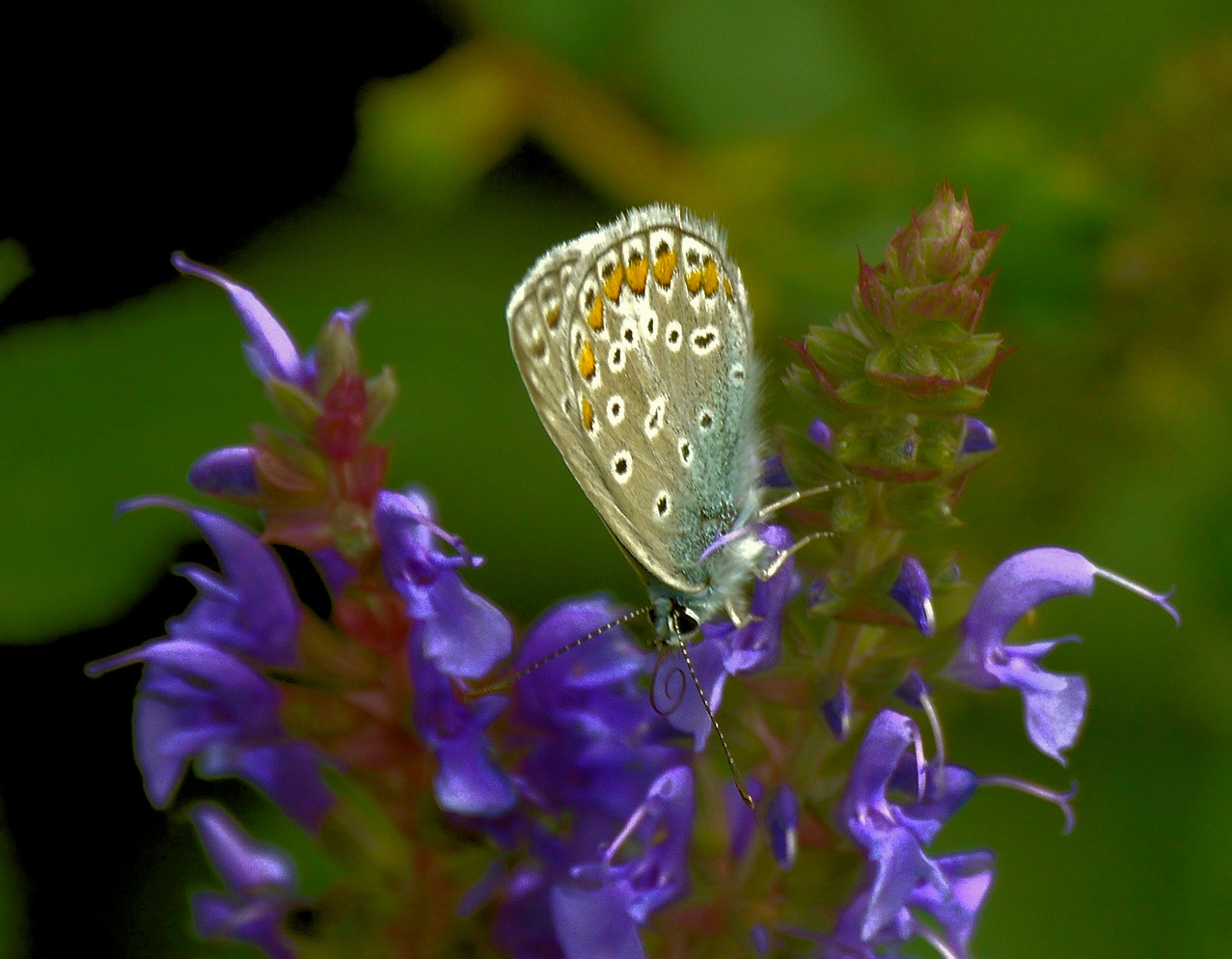 Bläuling auf blauen Blüten