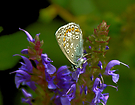 Bläuling auf blauen Blüten