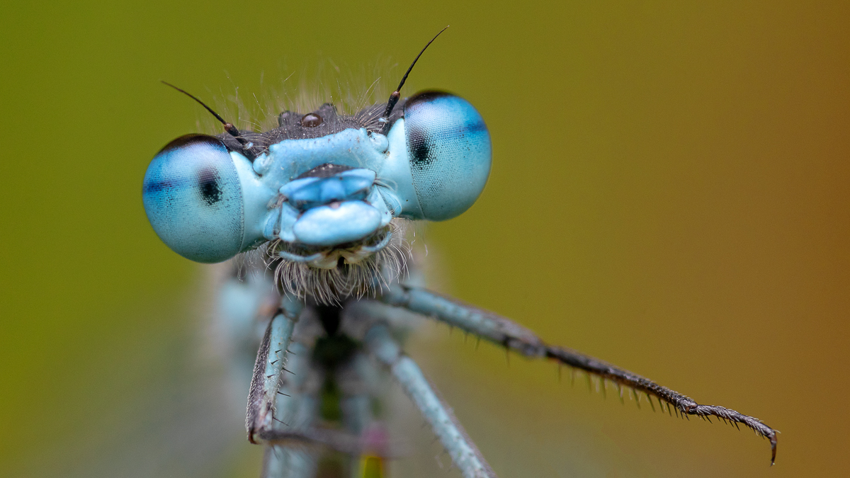 Libellen Portrait