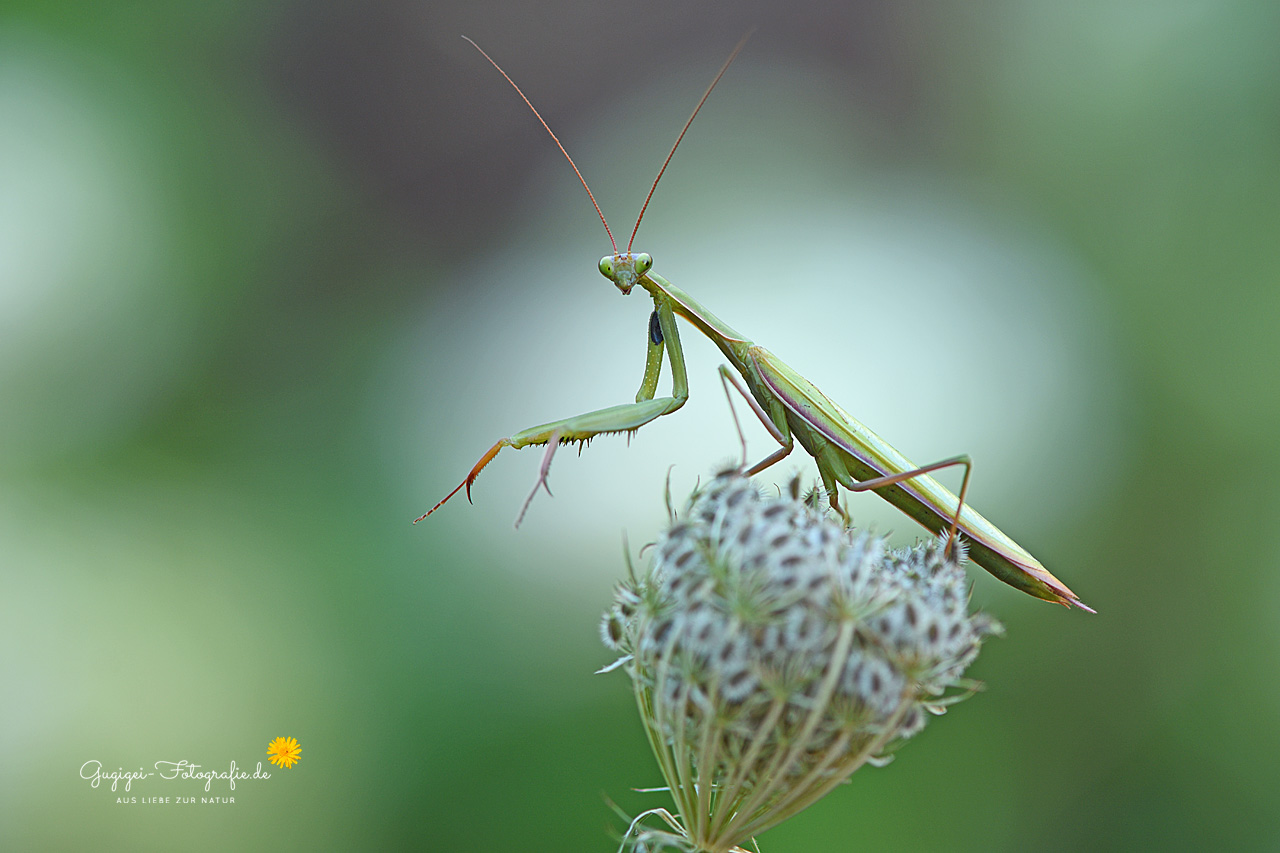 Mantis religiosa ...